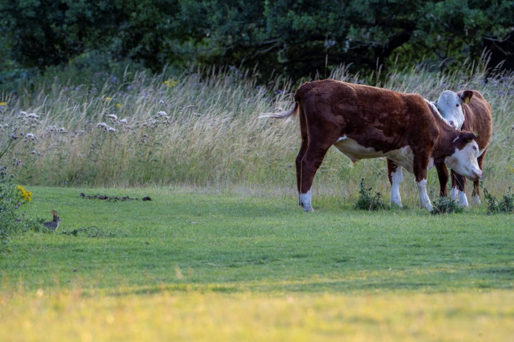 Cows grazing at Wallingford Castle Meadows