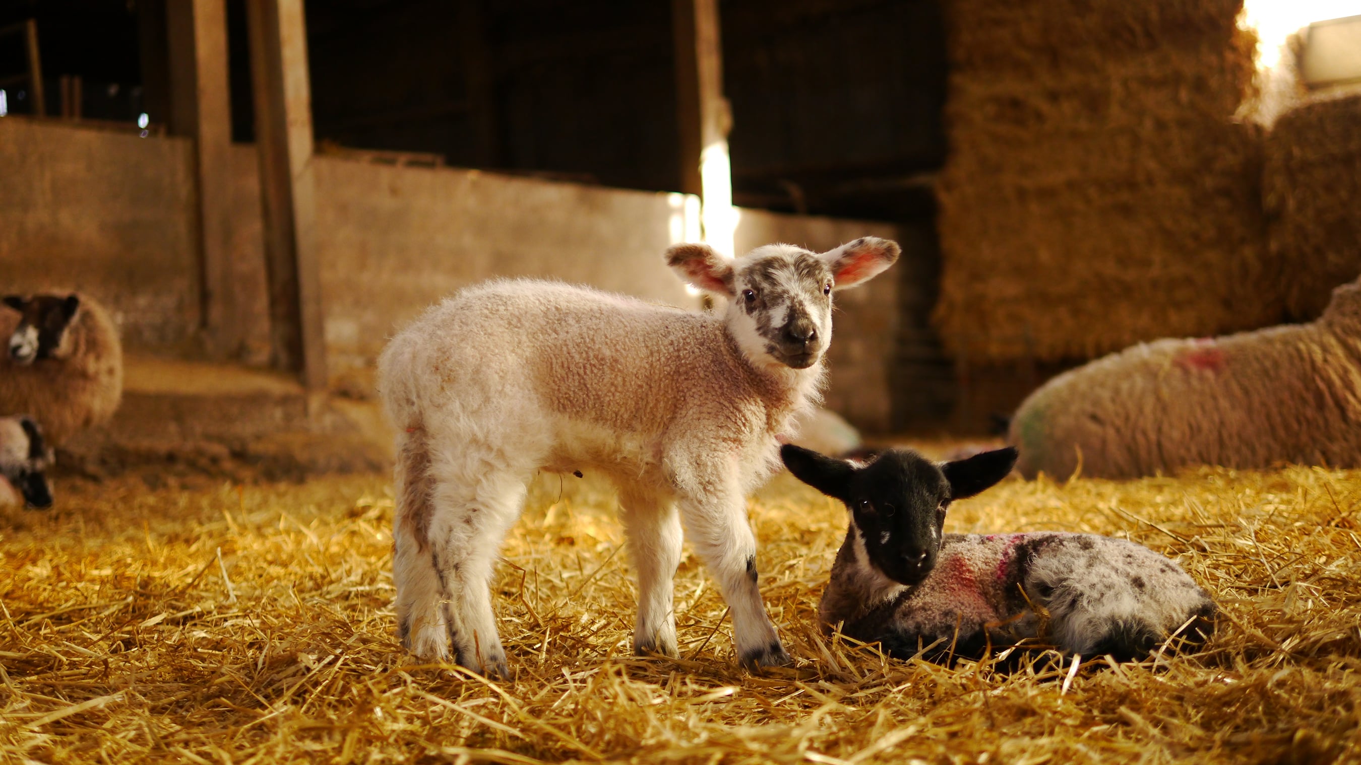 Spring Lambing Weekends Earth Trust