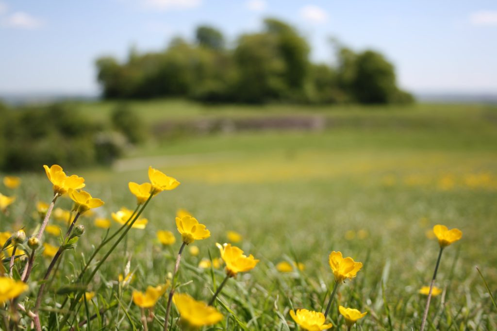 Clumps wildflower meadow