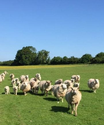 Sheep grazing at Earth Trust