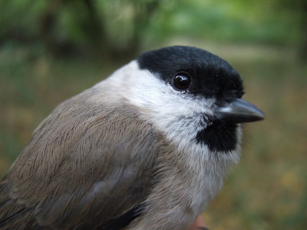 Marsh tit