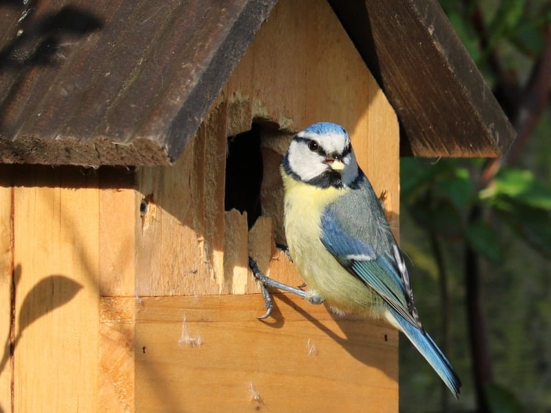 nest box blue tit