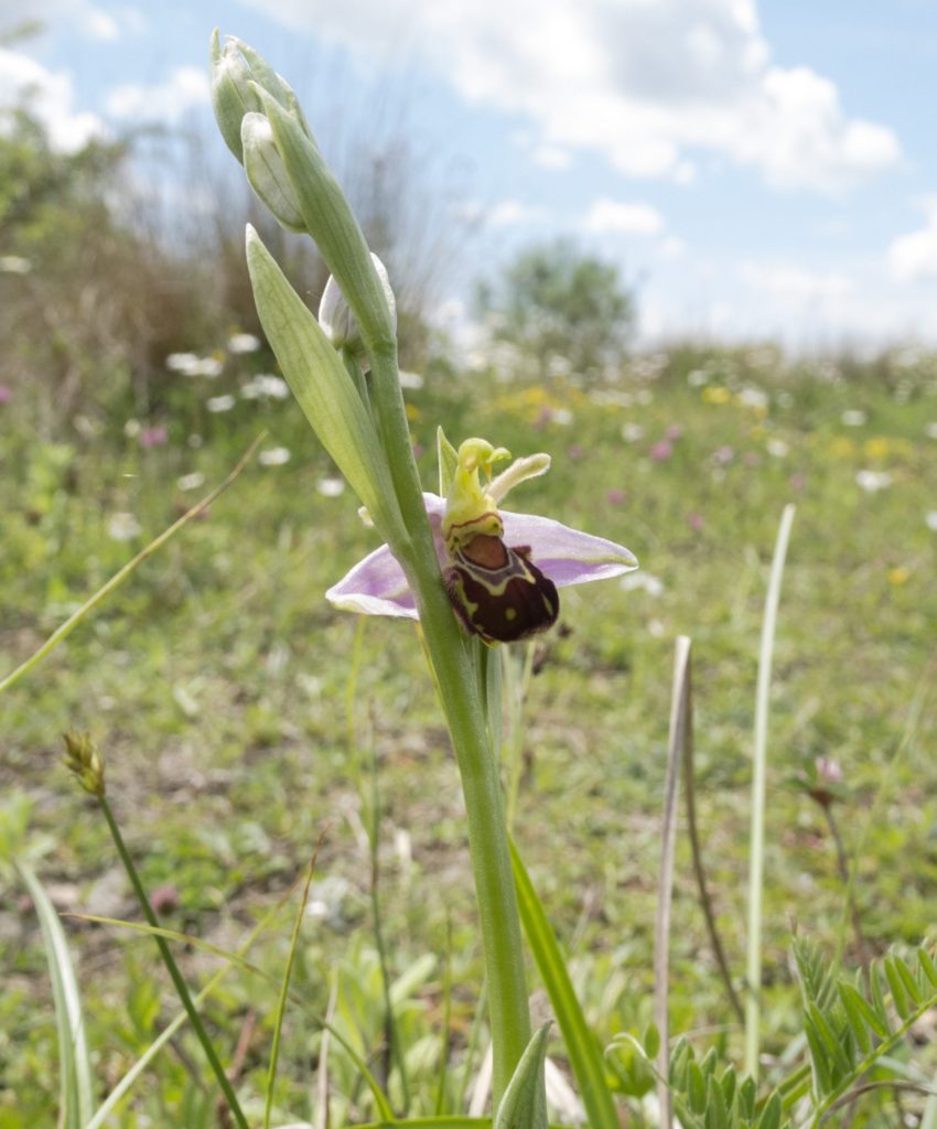 Bee orchid earth trust meadow biodiversity