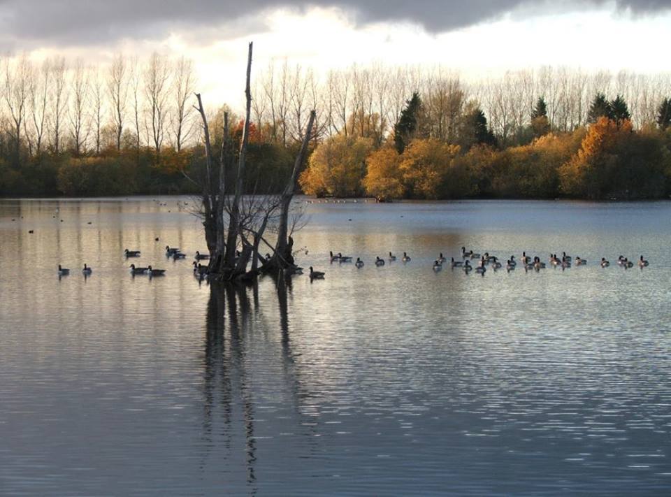 Earth Trust wetlands in winter at Thrupp Lake in Abingdon Oxfordshire, wild birds on the water