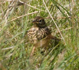 skylark habitat conservation uk 