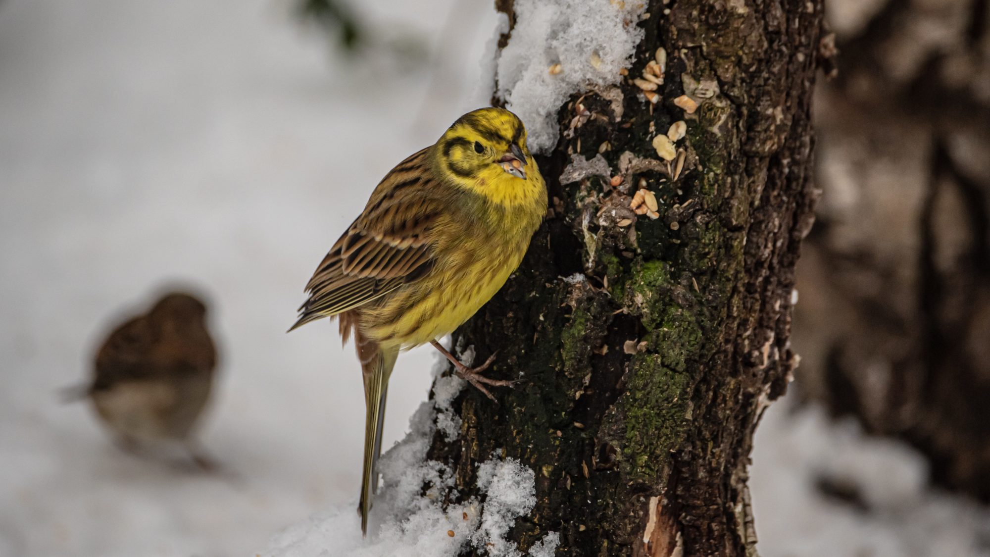 Yellowhammer