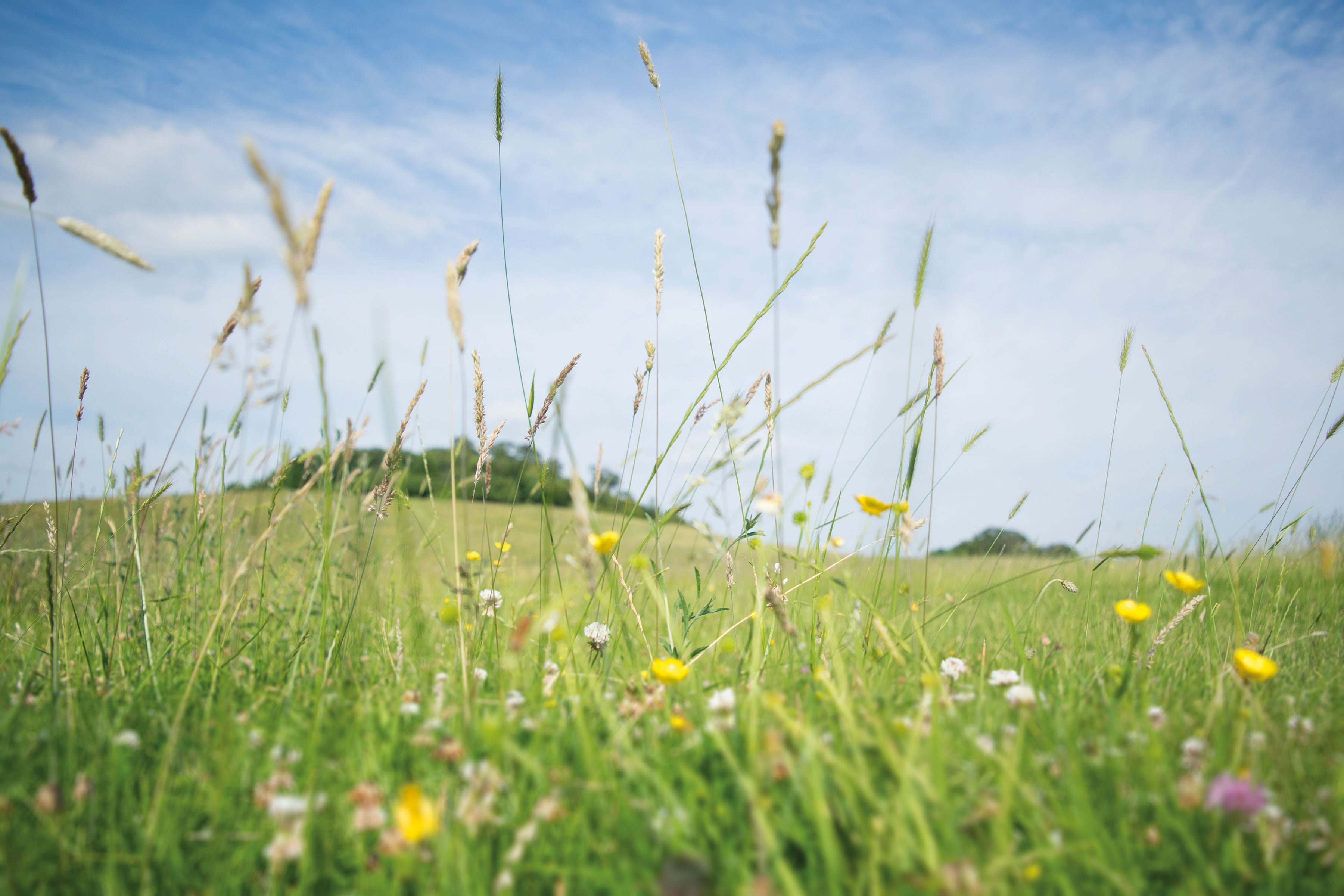 championing green spaces