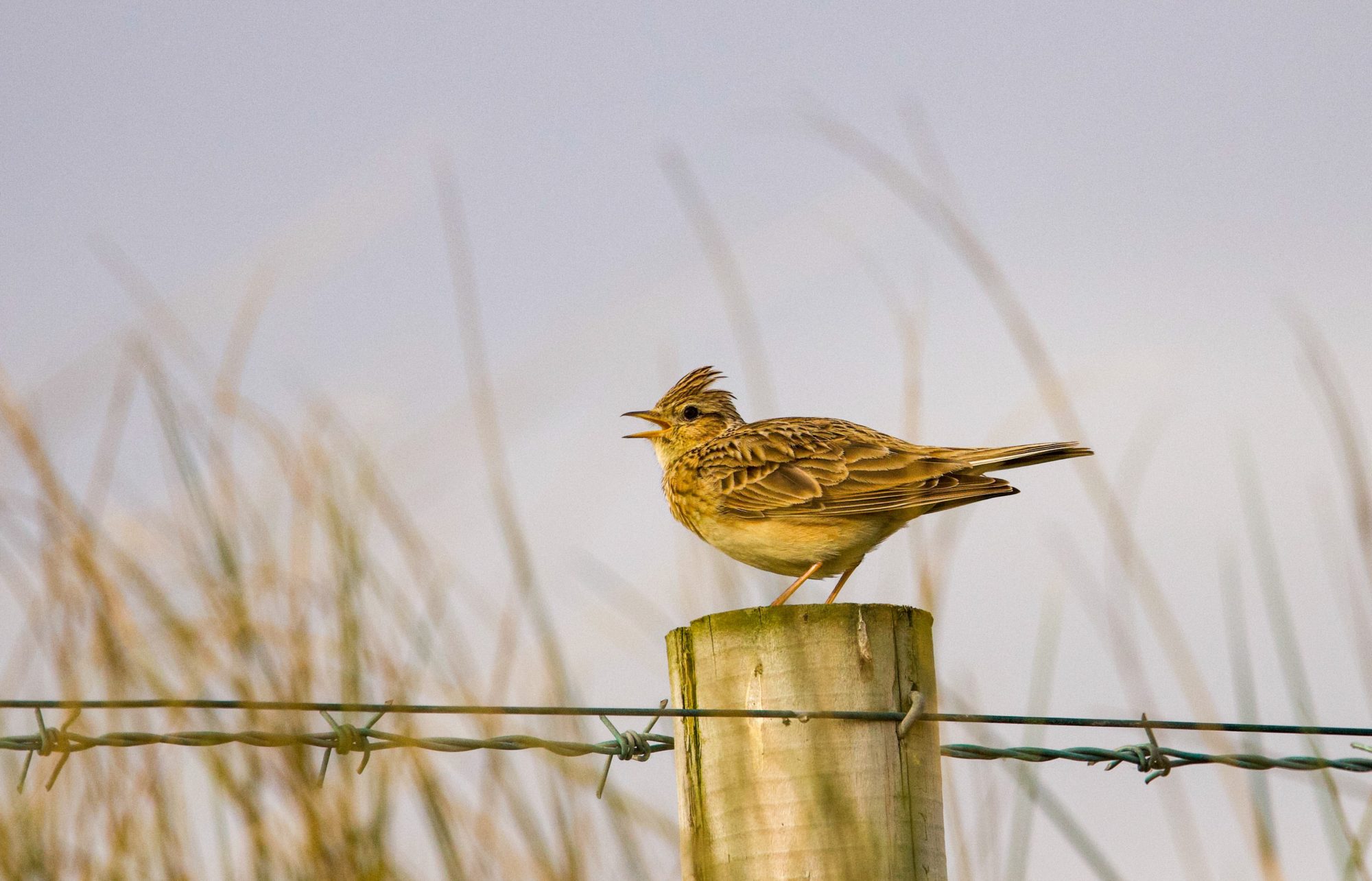 skylark