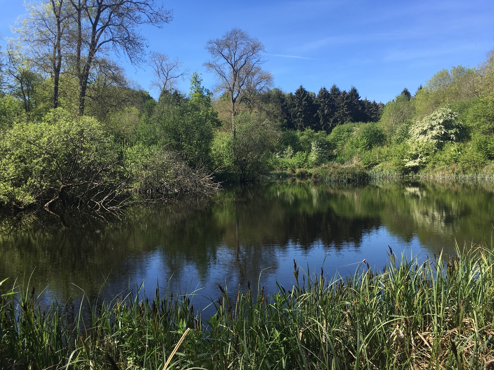 New pond little wittenham woods