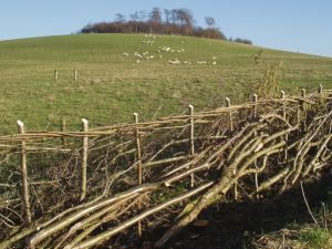 Wittenham clumps hedgelaying
