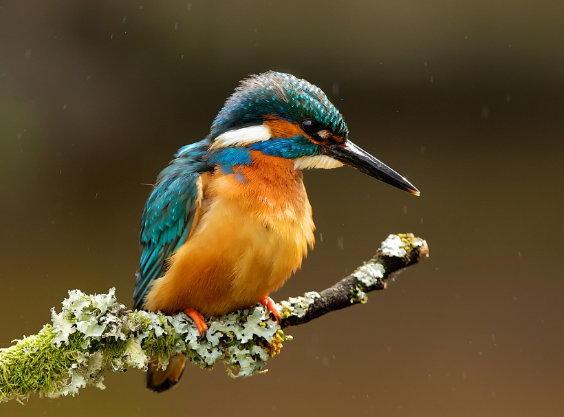 kingfisher uk wildlife biodiversity conservation at earth trust in Oxfordshire