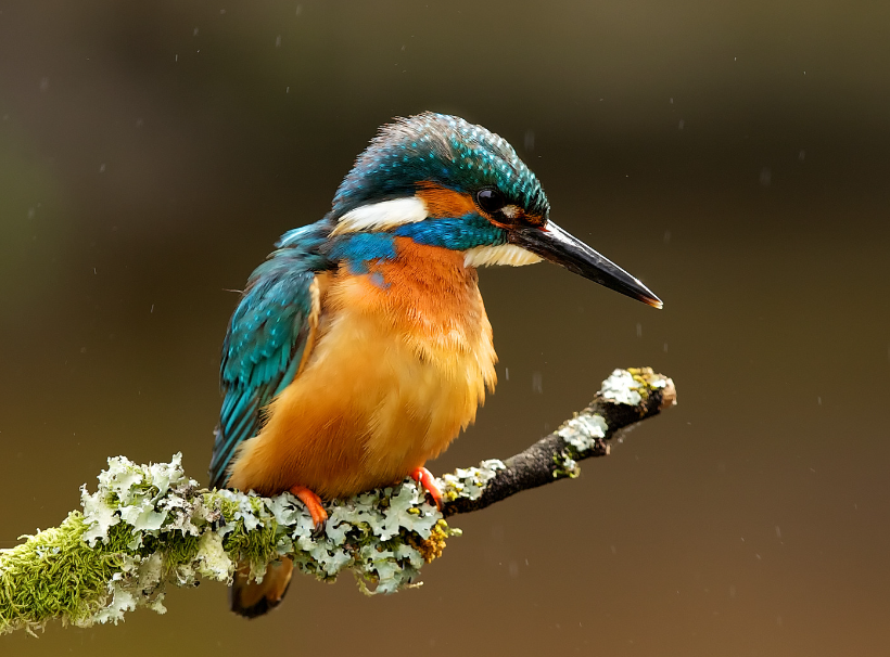 kingfisher