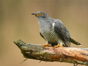 Spring Cuckoo british birds in woodland