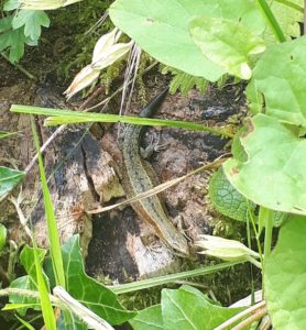 Common lizard at Mowbray Fields