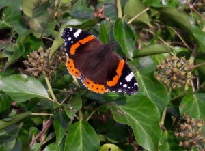 Red Admiral butterfly