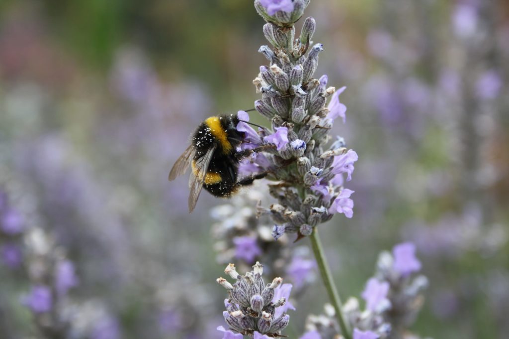 biodiversity loss 