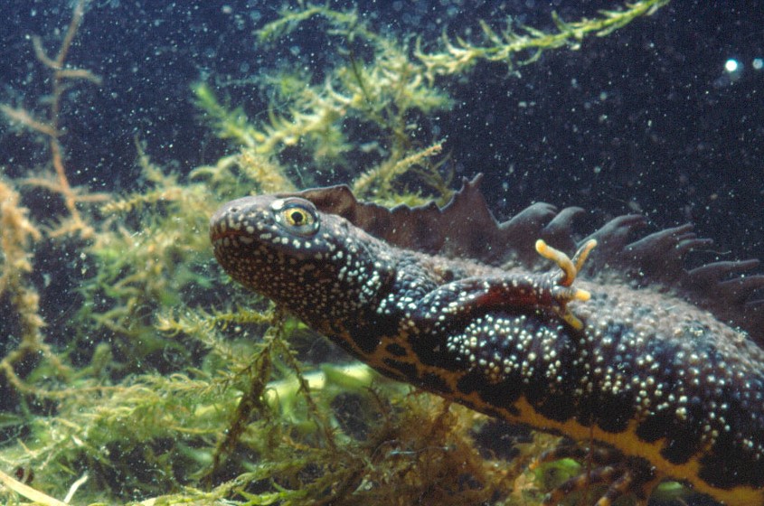 endangered uk great crested newts