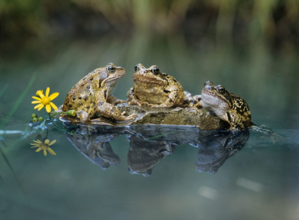 Frogs on a pond