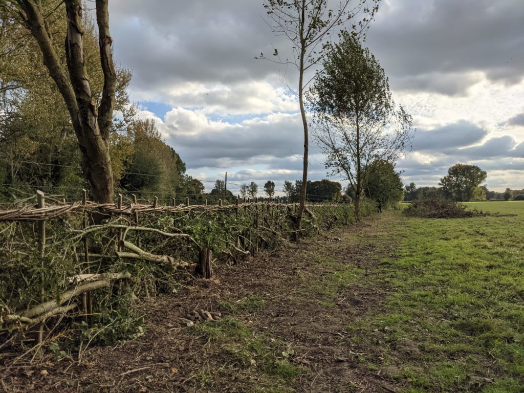 Earth Trust hedgelaying