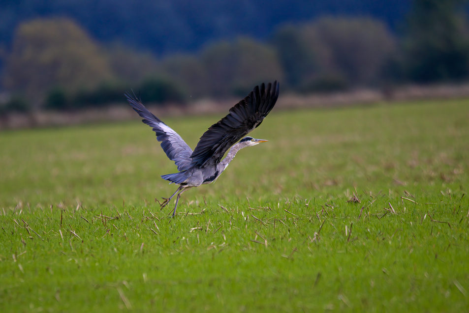 heron at river of life II wetland habitat river thames oxfordshire
