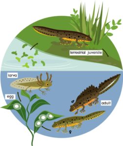 Great crested newts at Earth Trust - Earth Trust