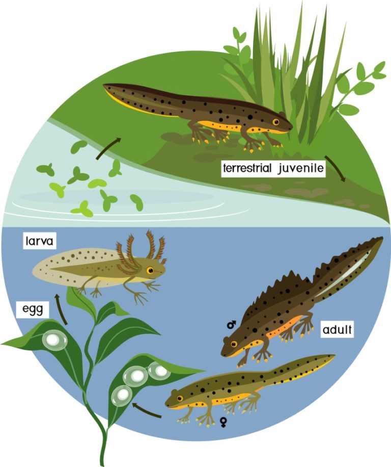 great-crested-newts-at-earth-trust-earth-trust