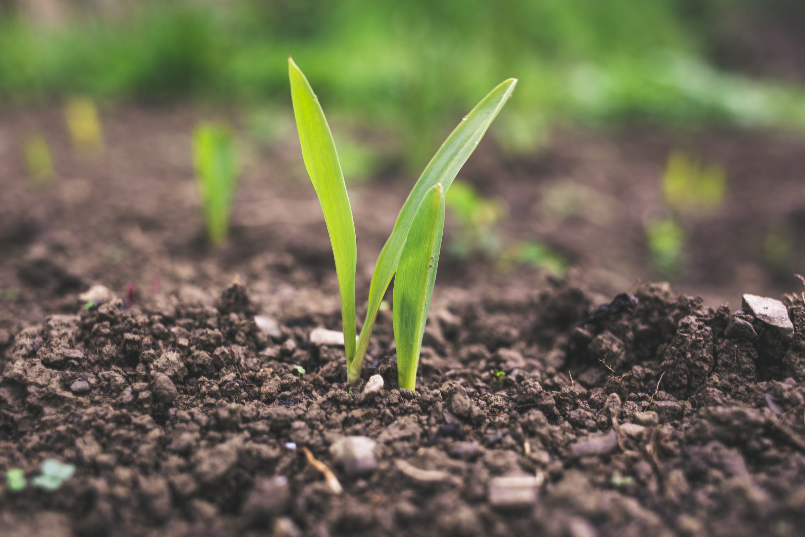 New shoots growing up from the soil