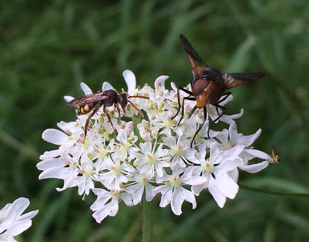 pollinators