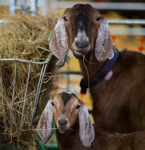 Goats at Earth Trust farm step
