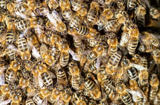 honeybee cluster
