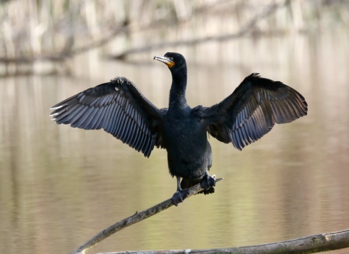 cormorant bird on a branch by the river at nurtured wetland habitat in uk