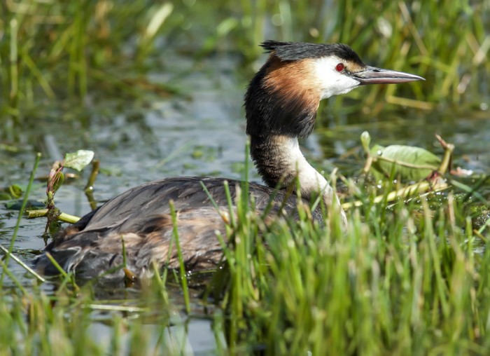 great crested grebe wetland bird at river thames wetlands habitat managed by earth trust