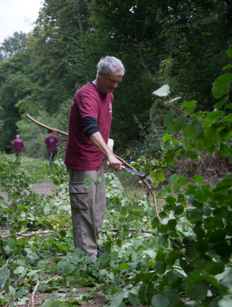 Volunteers coppicing woodland management