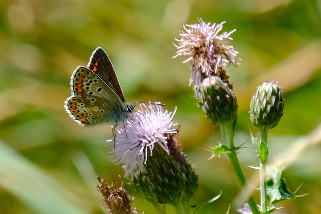 Brown Argus butterfly