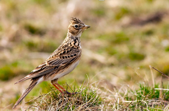 Skylark biodiversity at earth trust farm