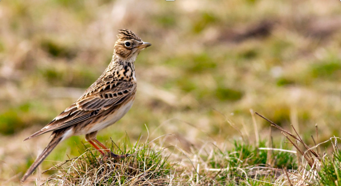 Skylark biodiversity at earth trust farm