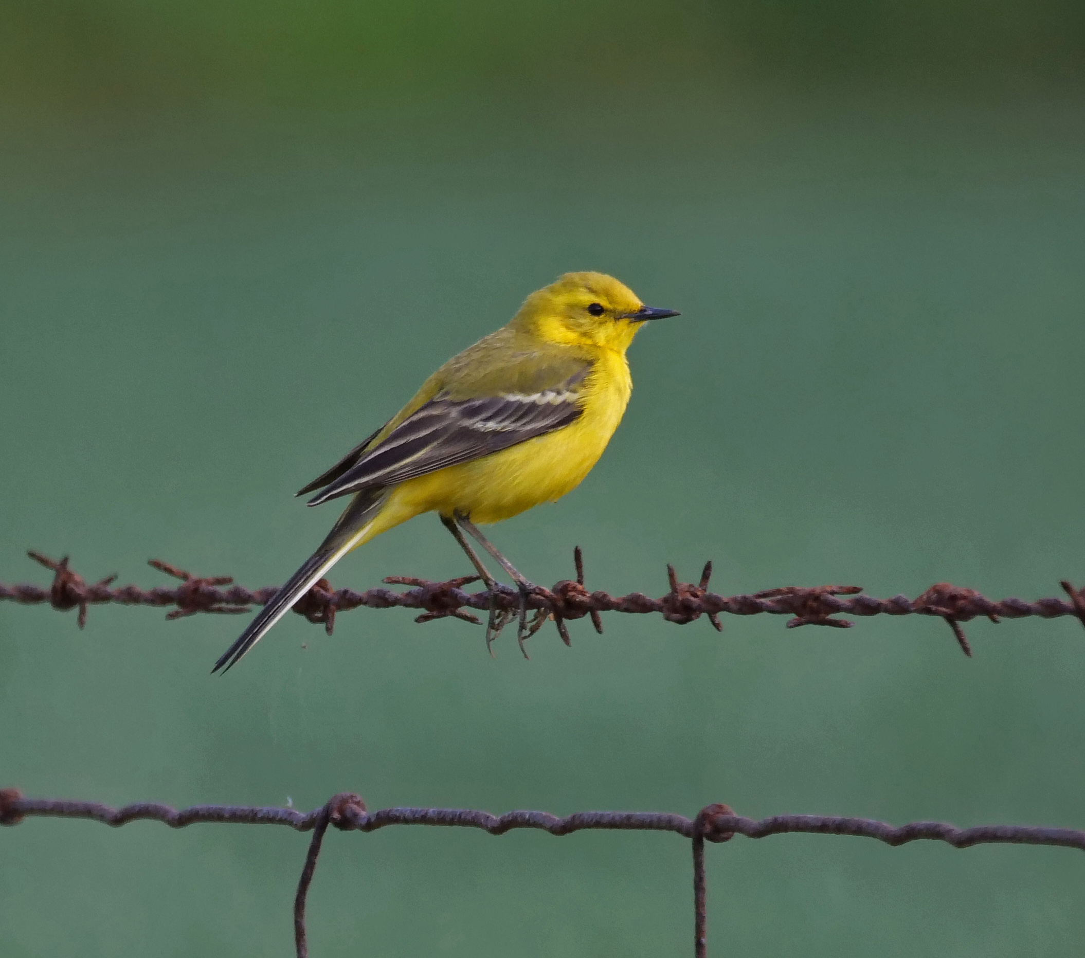 yellow-wagtail-partnership-earth-trust