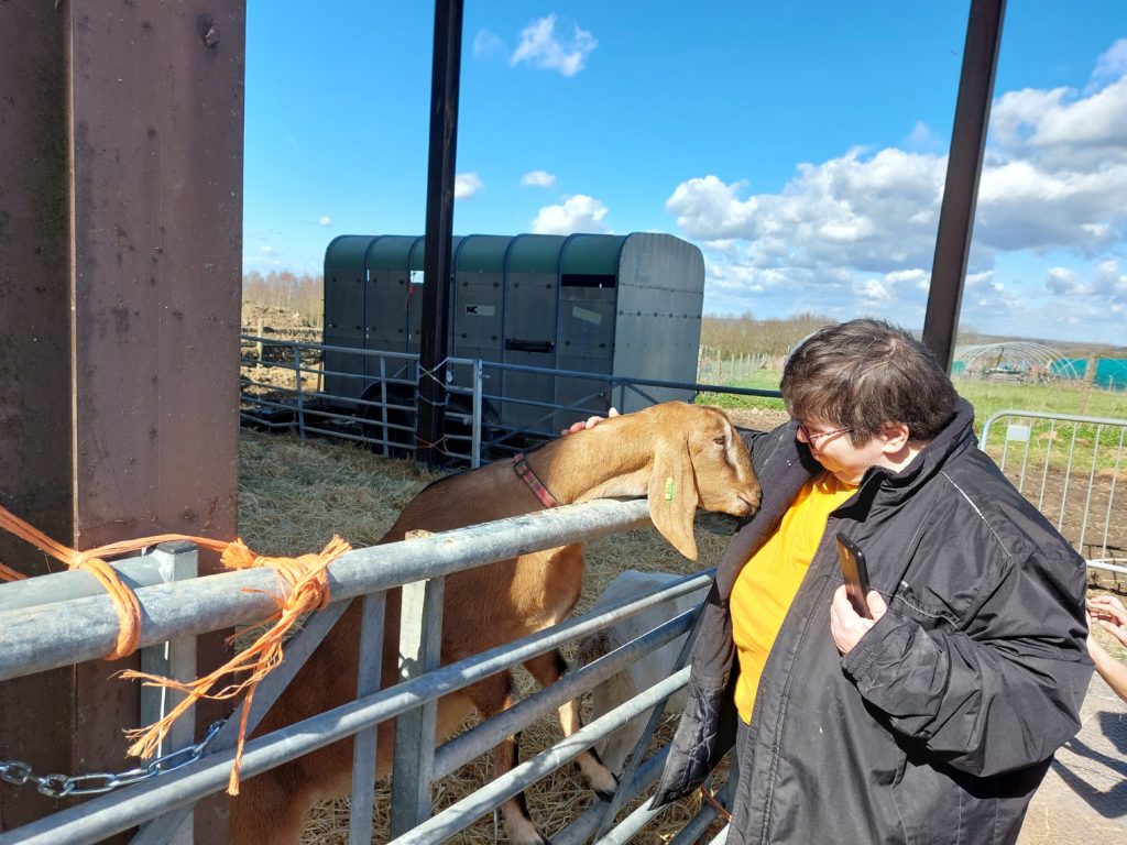 A person is interacting with a curious goat in a farmyard setting