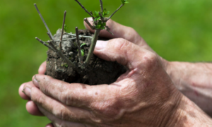 Connect with nature hedgerow planting oxfordshire