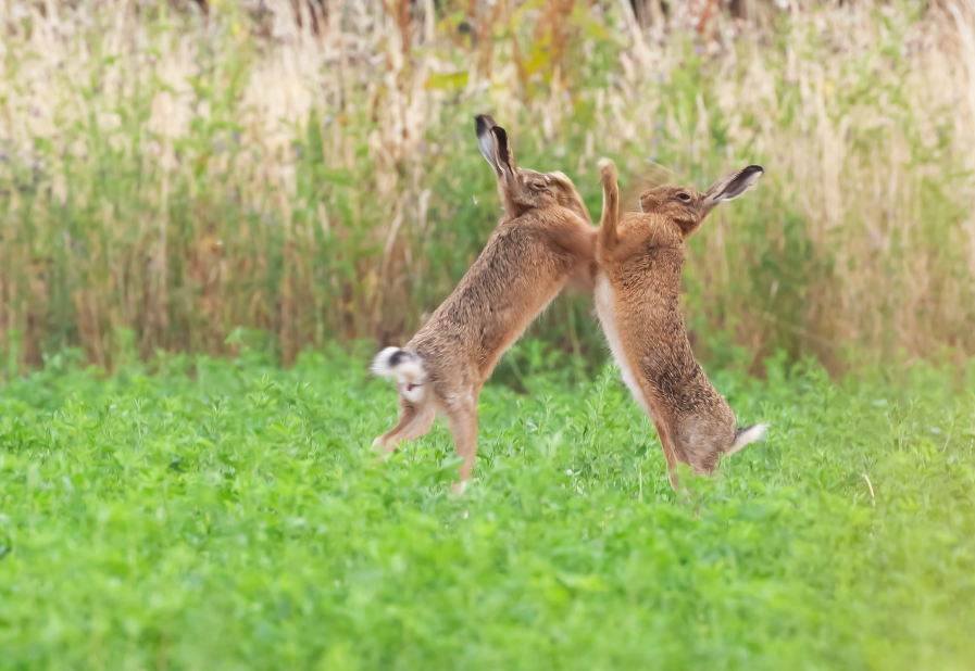 Boxing hares UK wildlife biodiversity