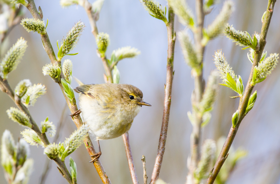 chiffchaff bird uk wildlife 