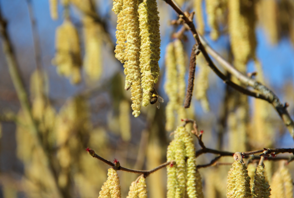 Hazel catkins UK nature pollinators