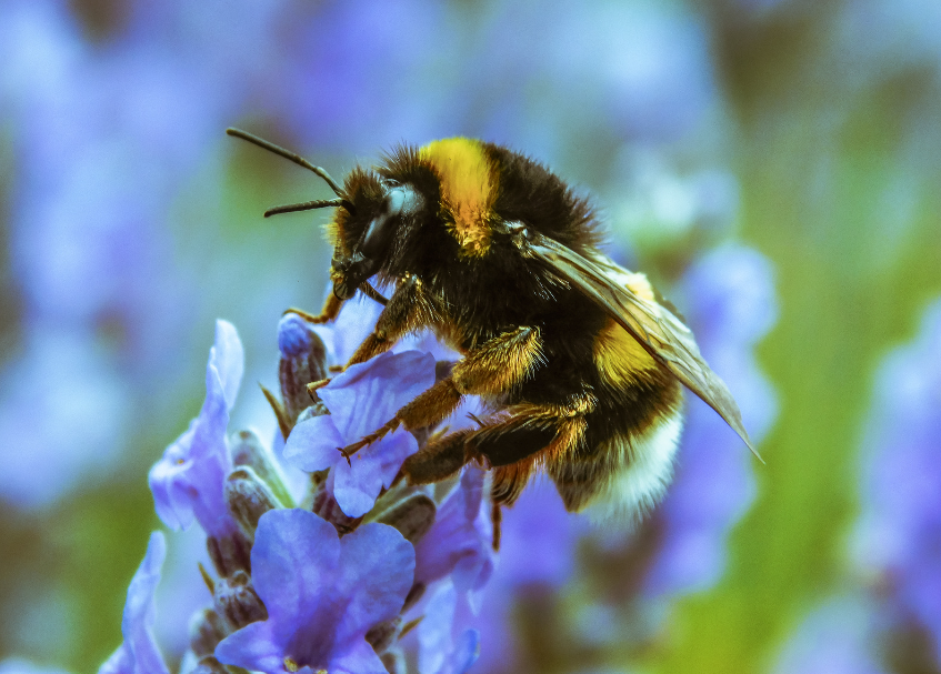 pollinator on flower bee