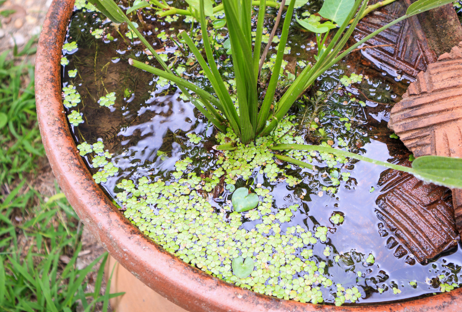 Simple garden pond in a pot