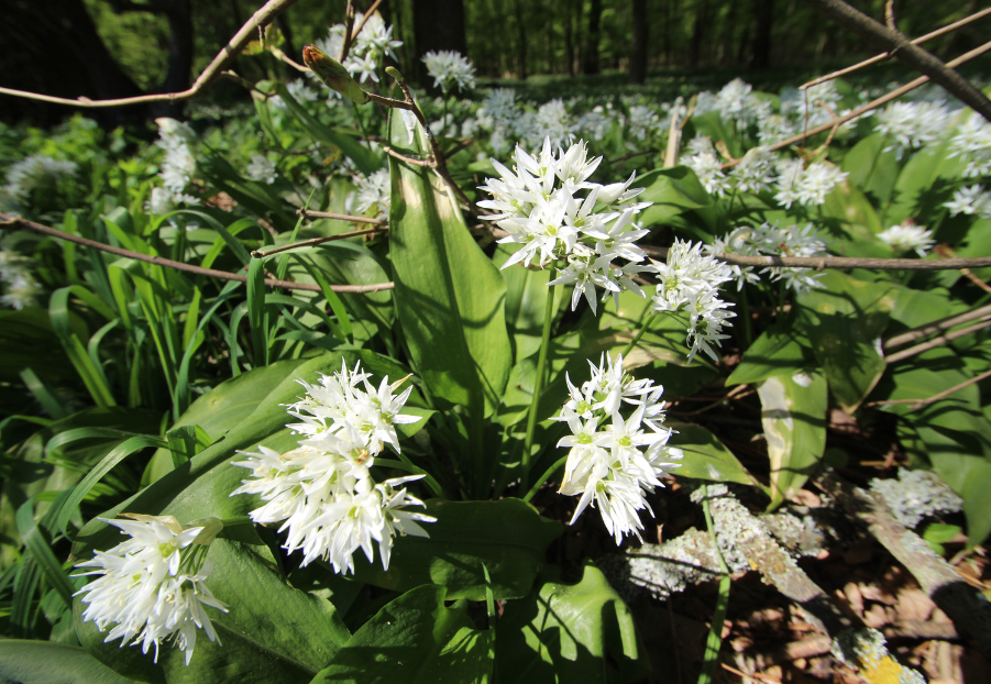 Wild garlic uk spring woodlands nature