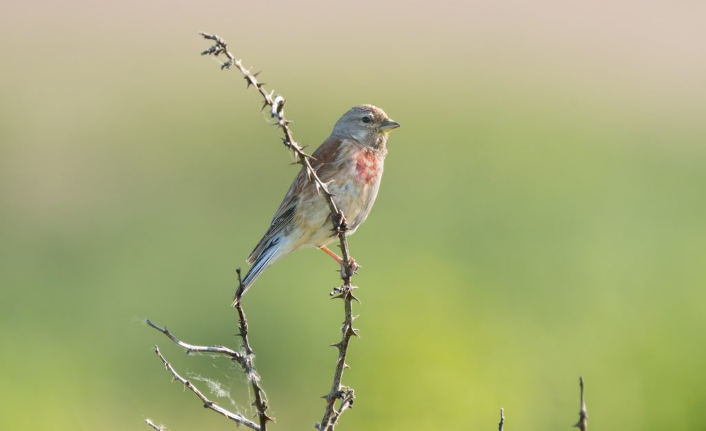 linnet