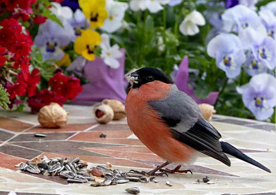 spring bird feeding in garden