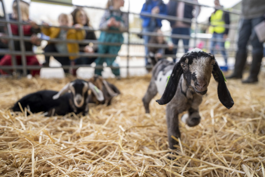 goat kids with visiting children