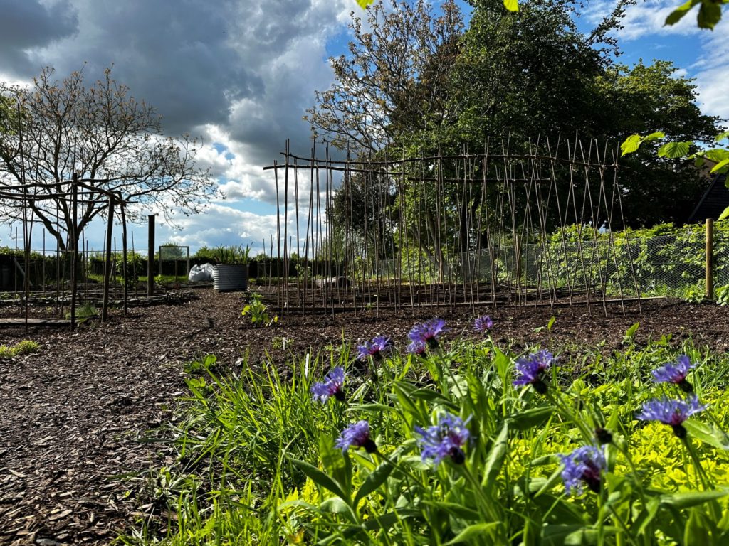 view of earth trust kitchen garden with purple flowers in foreground and hazel stake structures supporting runner bean plants