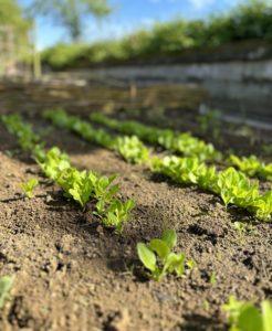 rows of young plants growing in earth trust kitchen garden